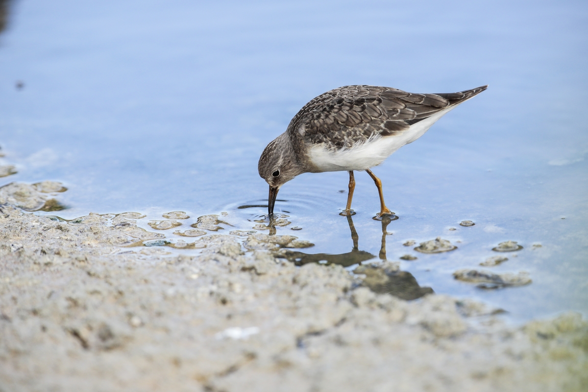Foraging Temminck;s stint Calidris temminckii stopping over on autumn migration probing mud in shallow water for prey. Ghadira Nature Reserve, Malta,